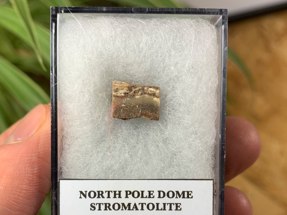 FIRST LIFE, North Pole Dome Stromatolite (Pilbara, Australia) #10