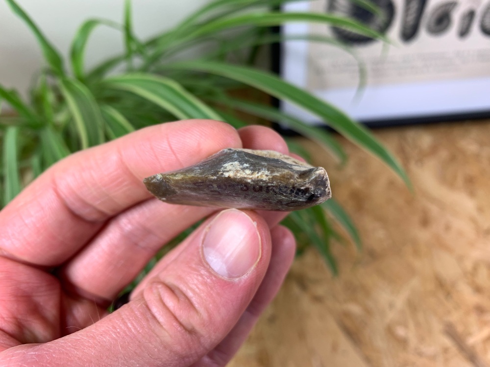 Upper Palaeolithic Scraper - Dordogne, France (40,000 - 10,000 Years Old) #05