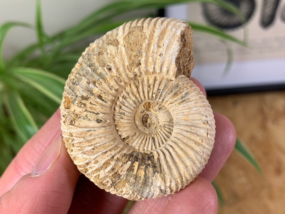 Perisphinctes Ammonite - 5.2CM #01