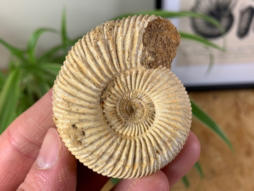 Perisphinctes Ammonite - 5.7CM #02
