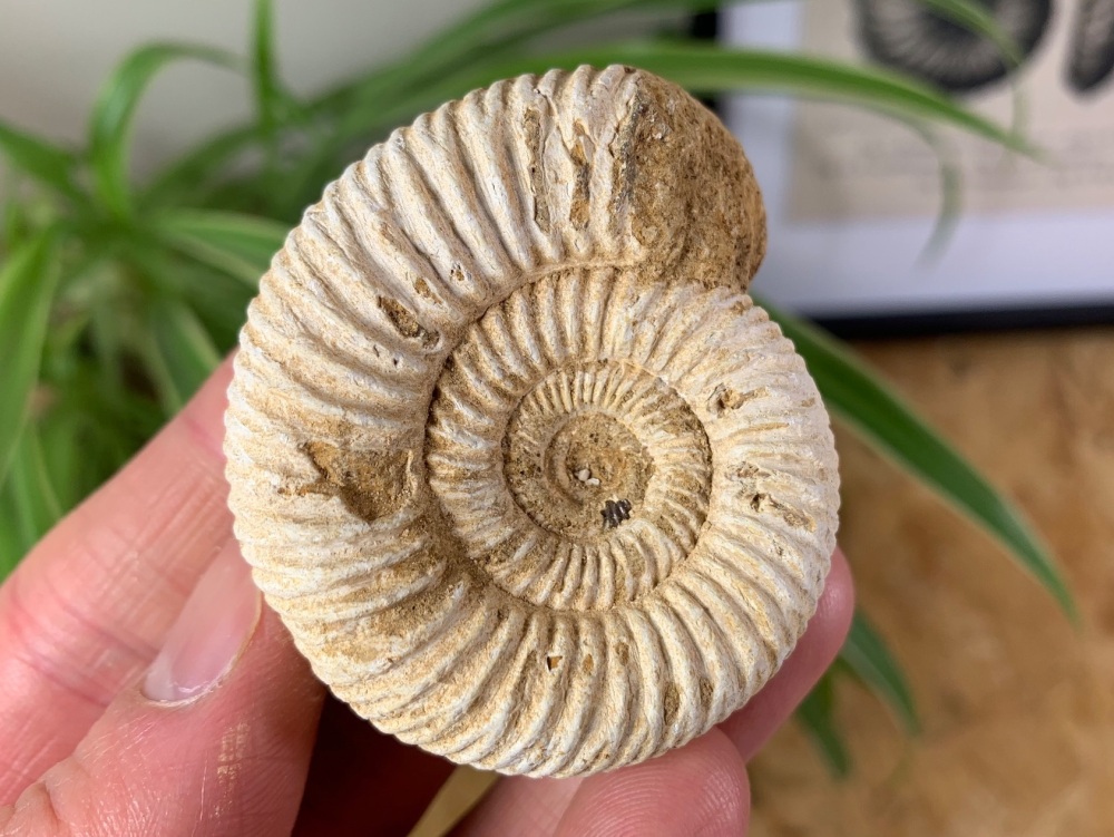 Perisphinctes Ammonite - 5.3CM #03