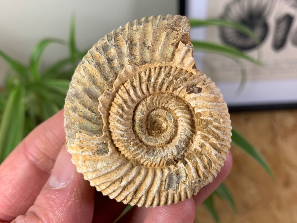 Perisphinctes Ammonite - 5.3CM #04