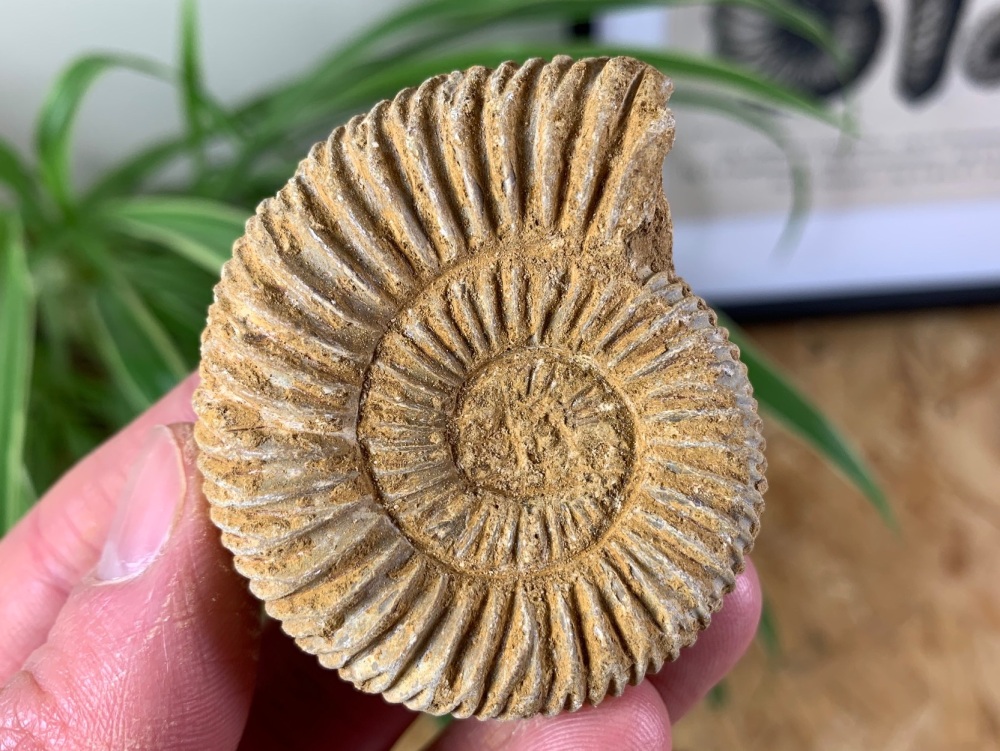 Perisphinctes Ammonite - 5.4CM #05