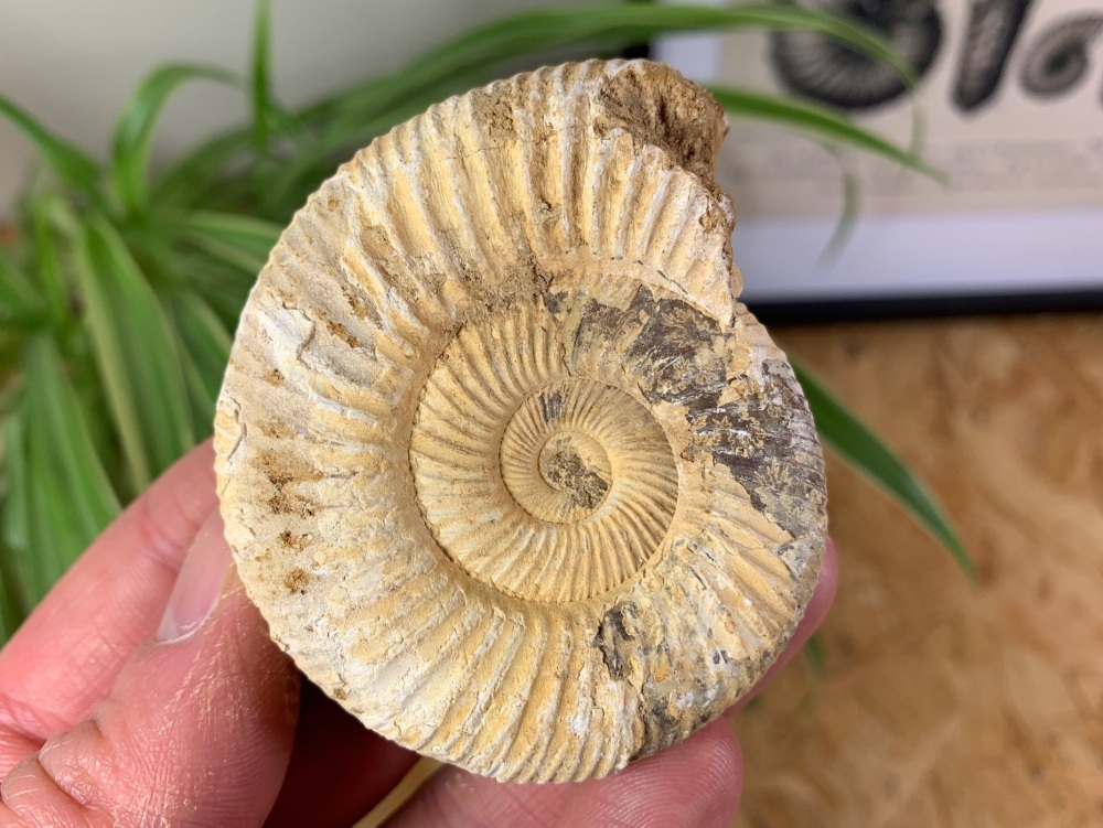 Perisphinctes Ammonite - 6.6CM #06