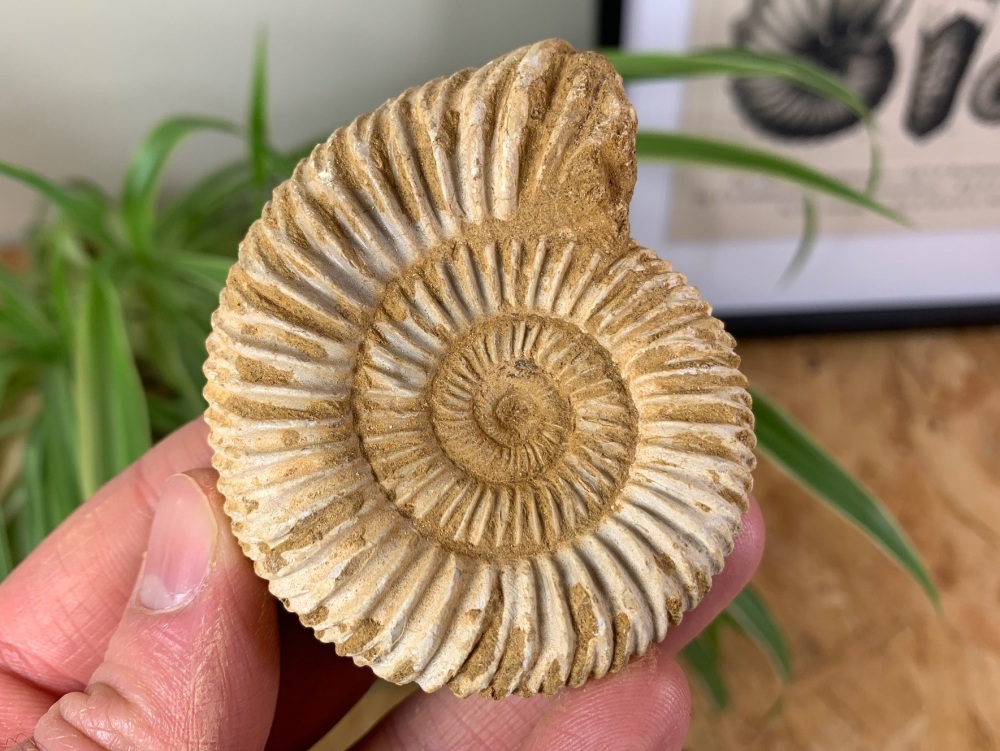 Perisphinctes Ammonite - 7.1CM #07