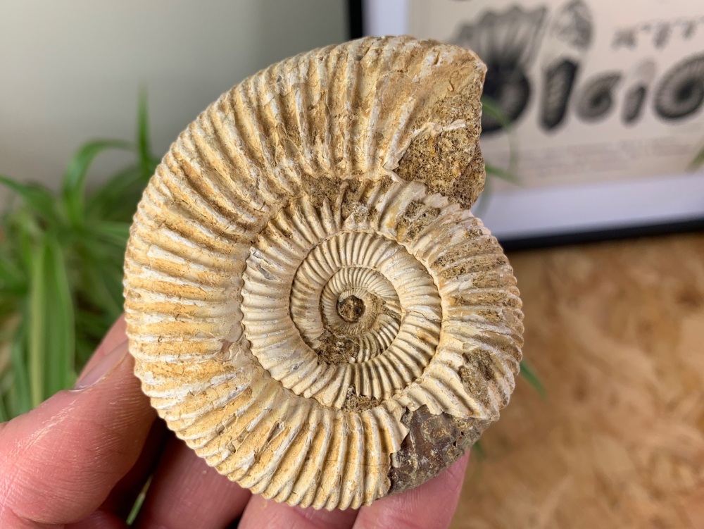 Perisphinctes Ammonite - 7.7CM #08