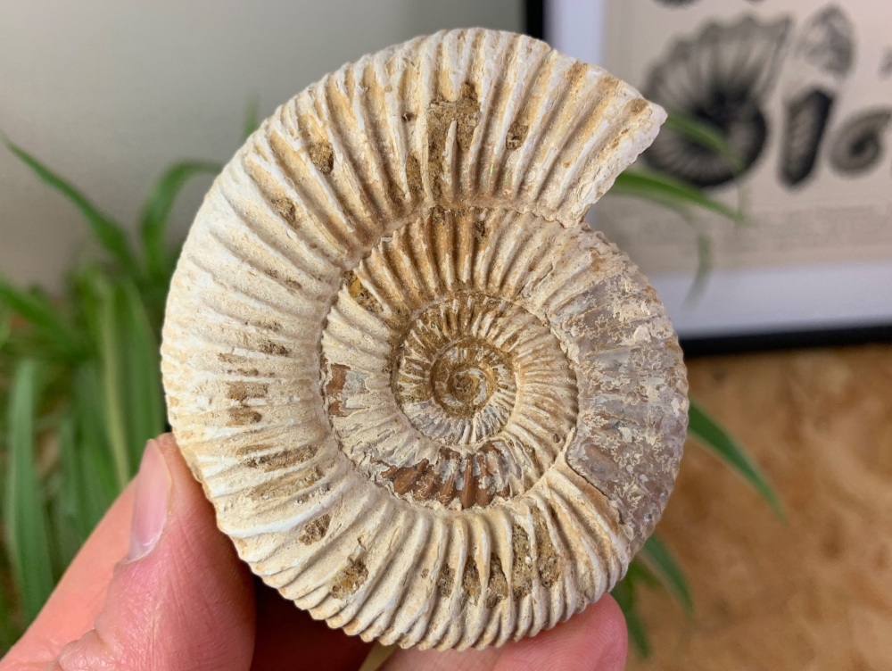 Perisphinctes Ammonite - 7.2CM #08