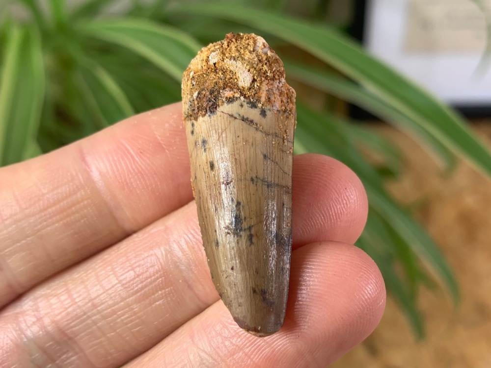 Spinosaurus Tooth - 1.5 inch #SP01