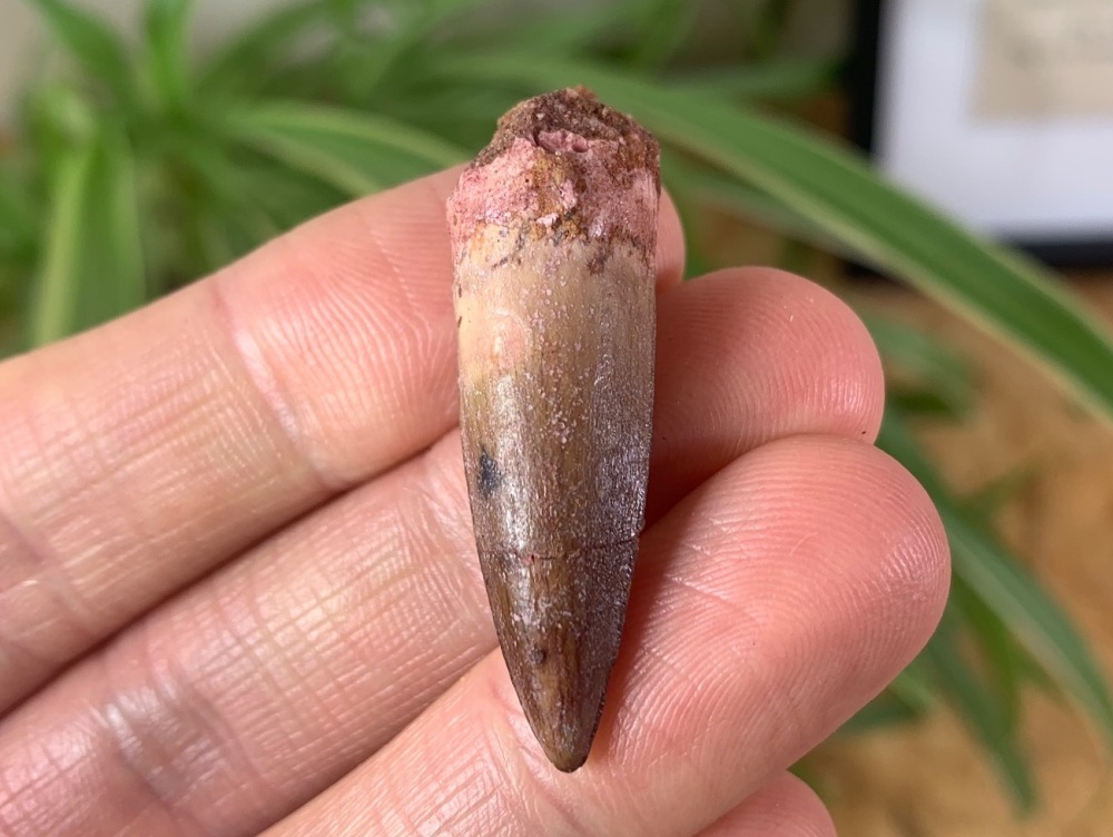 Spinosaurus Tooth - 1.44 inch #SP03