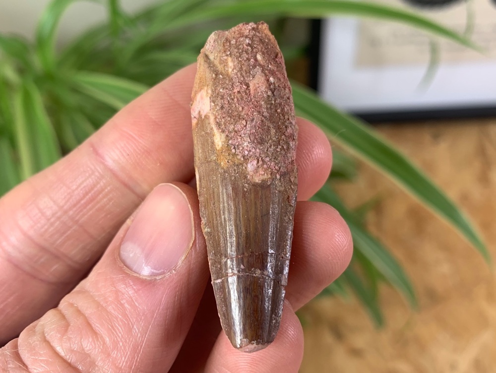 Spinosaurus Tooth - 1.91 inch #SP04