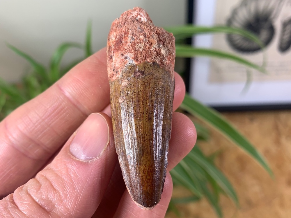 Spinosaurus Tooth - 2.25 inch #SP06