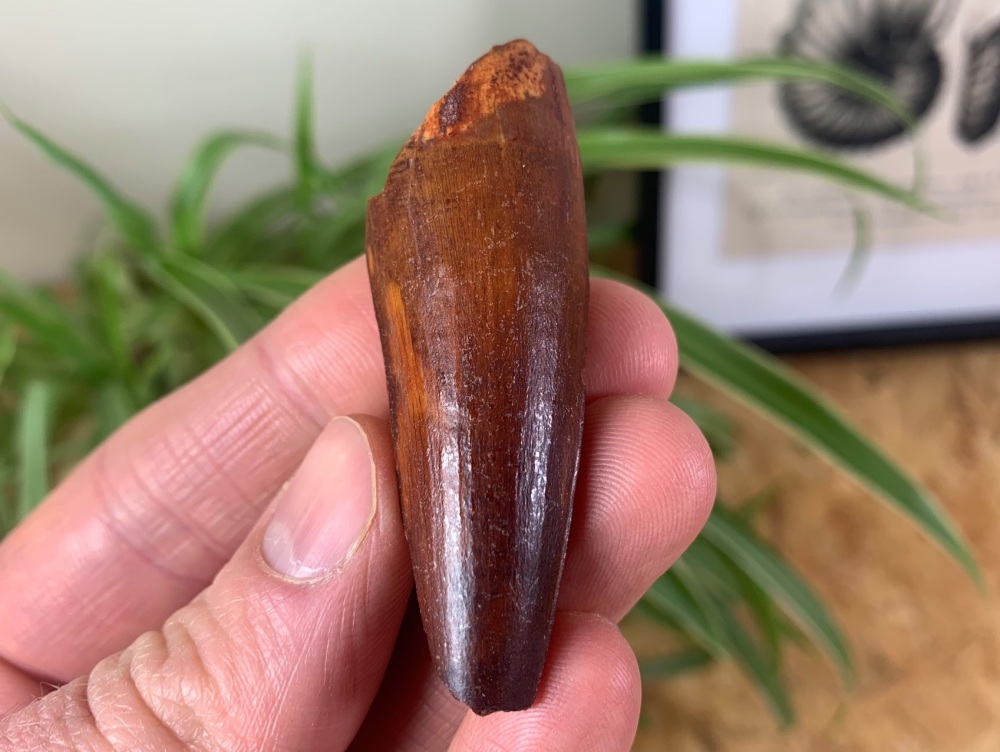 Spinosaurus Tooth - 2.31 inch #SP07