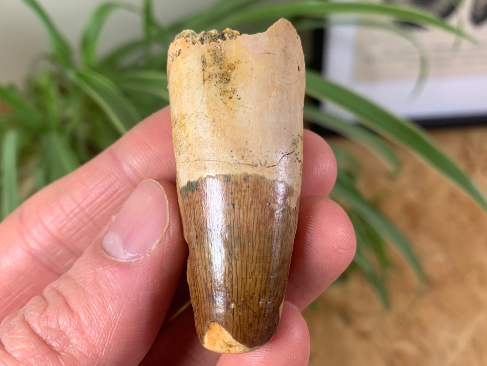 Spinosaurus Tooth - 2.13 inch #SP08