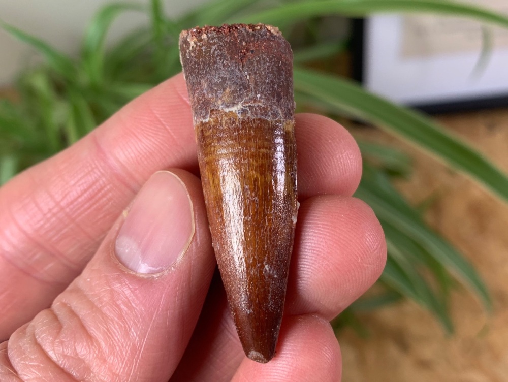 Spinosaurus Tooth - 1.81 inch #SP10