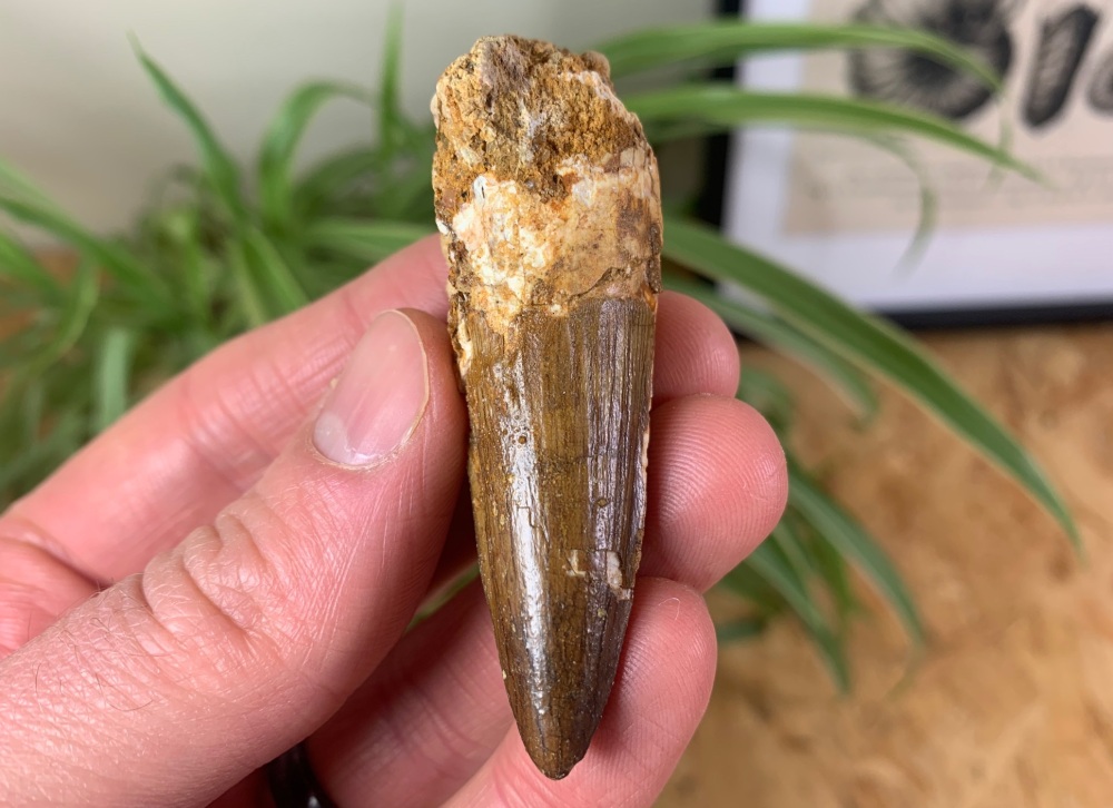 Spinosaurus Tooth - 2.47 inch #SP11