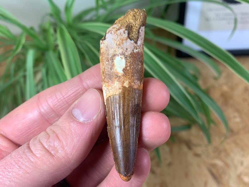 Spinosaurus Tooth - 2.5 inch #SP12