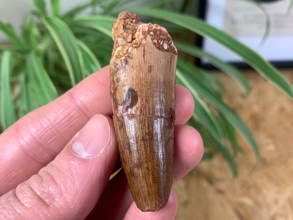 Spinosaurus Tooth - 2.31 inch #SP15