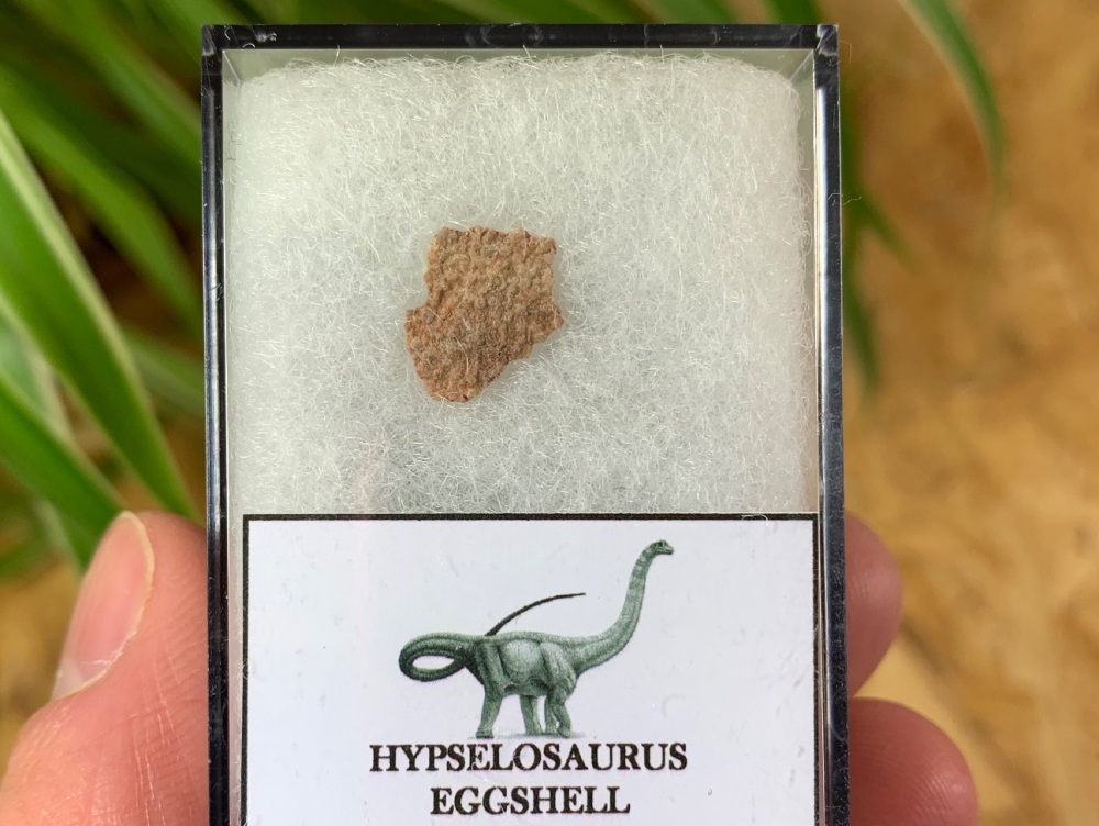 Hypselosaurus Sauropod Eggshell #04
