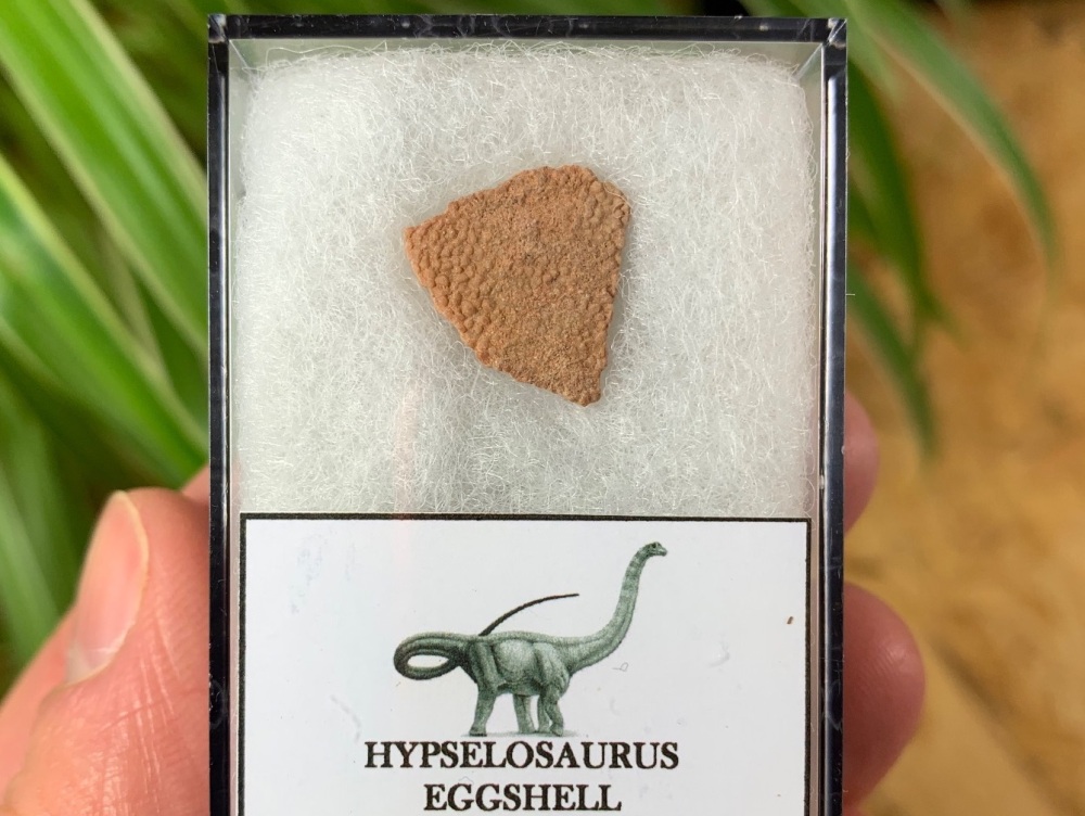 Hypselosaurus Sauropod Eggshell #06