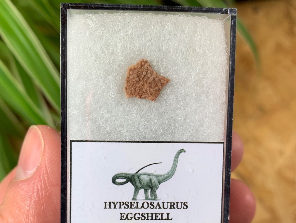 Hypselosaurus Sauropod Eggshell #07