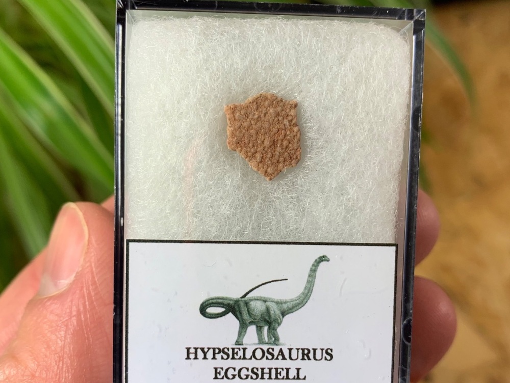 Hypselosaurus Sauropod Eggshell #08