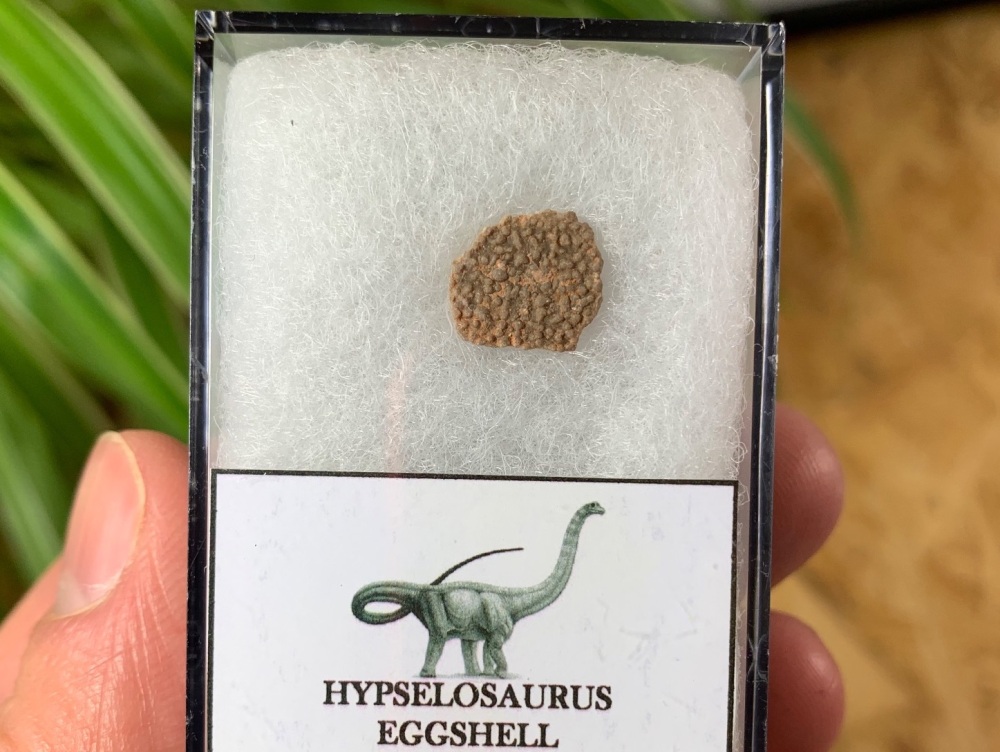 Hypselosaurus Sauropod Eggshell #09