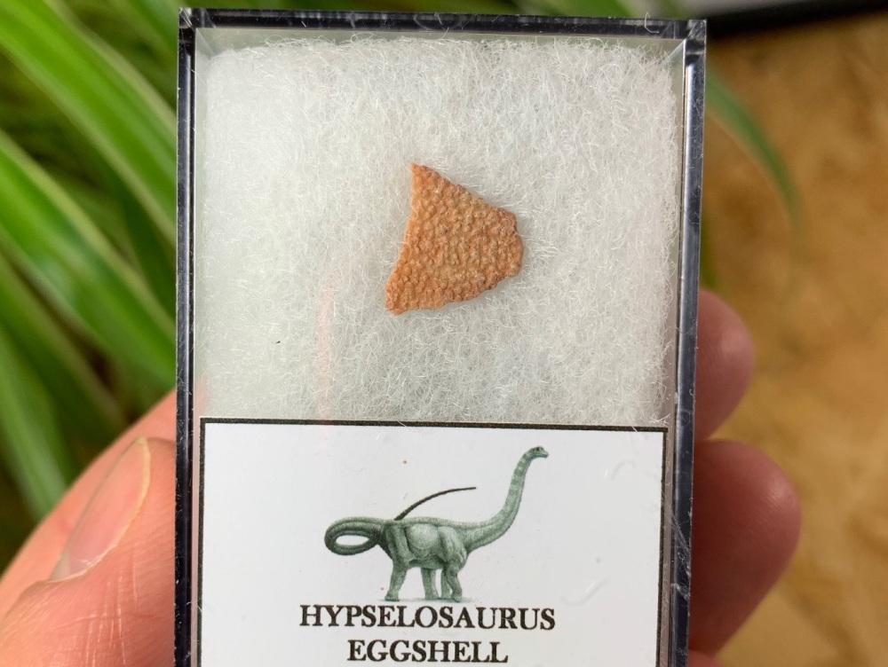 Hypselosaurus Sauropod Eggshell #10