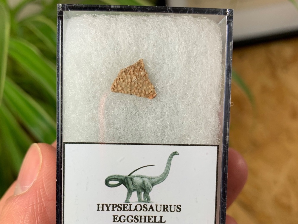Hypselosaurus Sauropod Eggshell #11