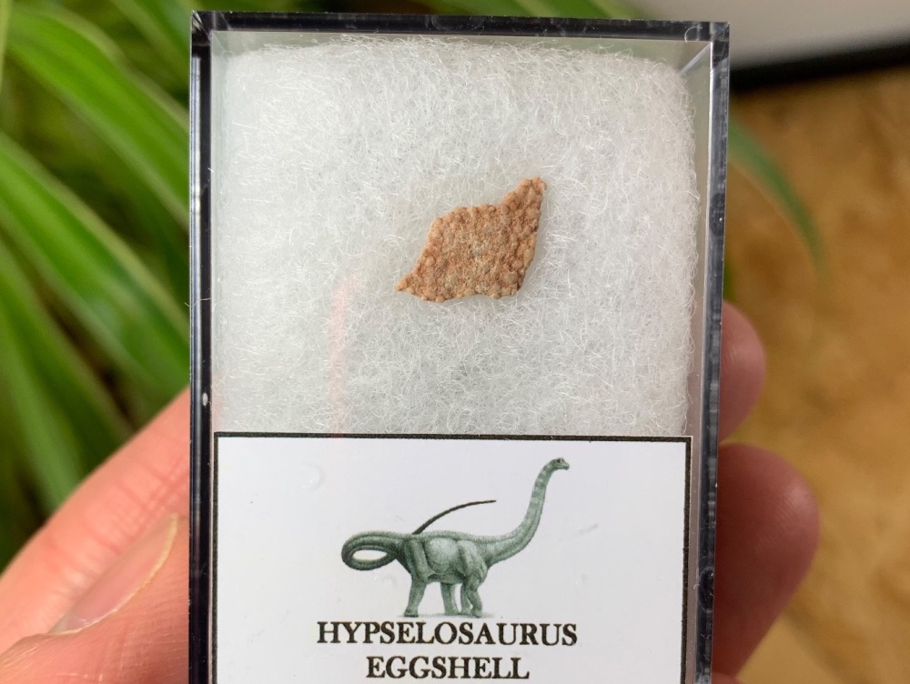 Hypselosaurus Sauropod Eggshell #12