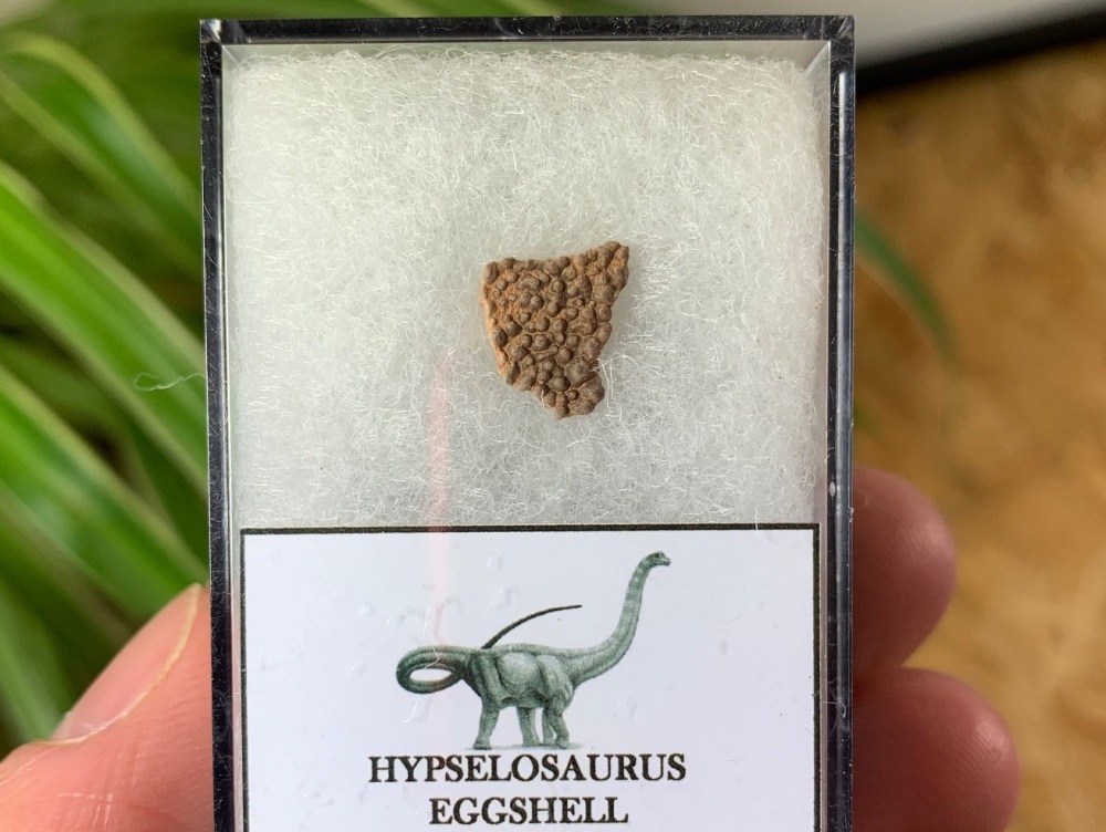 Hypselosaurus Sauropod Eggshell #13