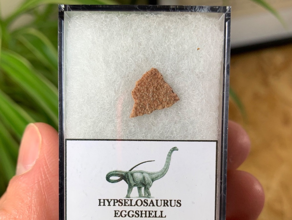 Hypselosaurus Sauropod Eggshell #14