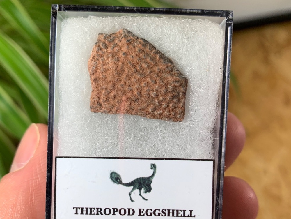 Theropod Dinosaur Eggshell (Henan Province, China) #03