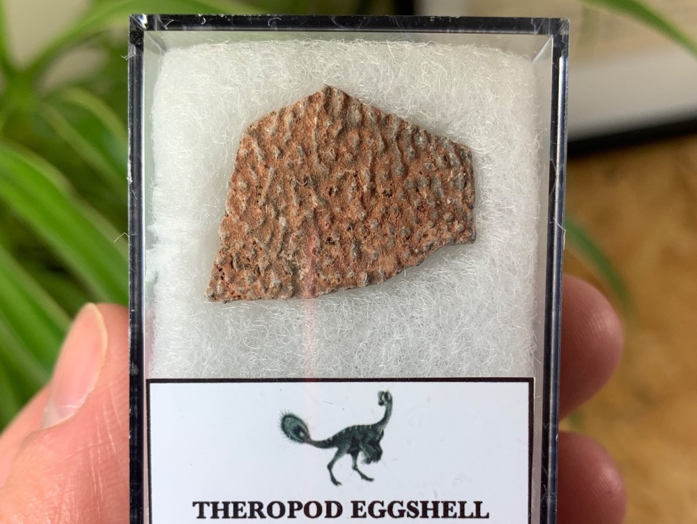 Theropod Dinosaur Eggshell (Henan Province, China) #05