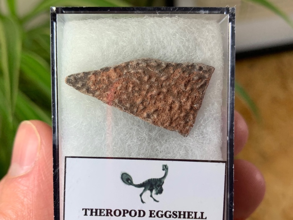 Theropod Dinosaur Eggshell (Henan Province, China) #06