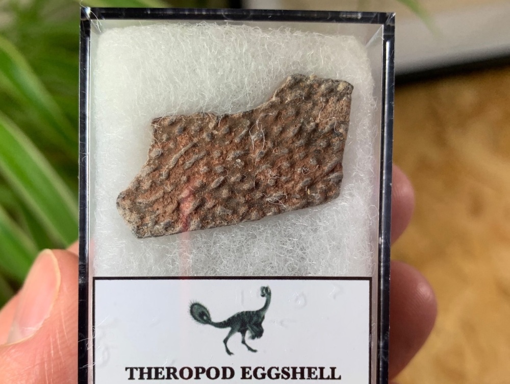 Theropod Dinosaur Eggshell (Henan Province, China) #09