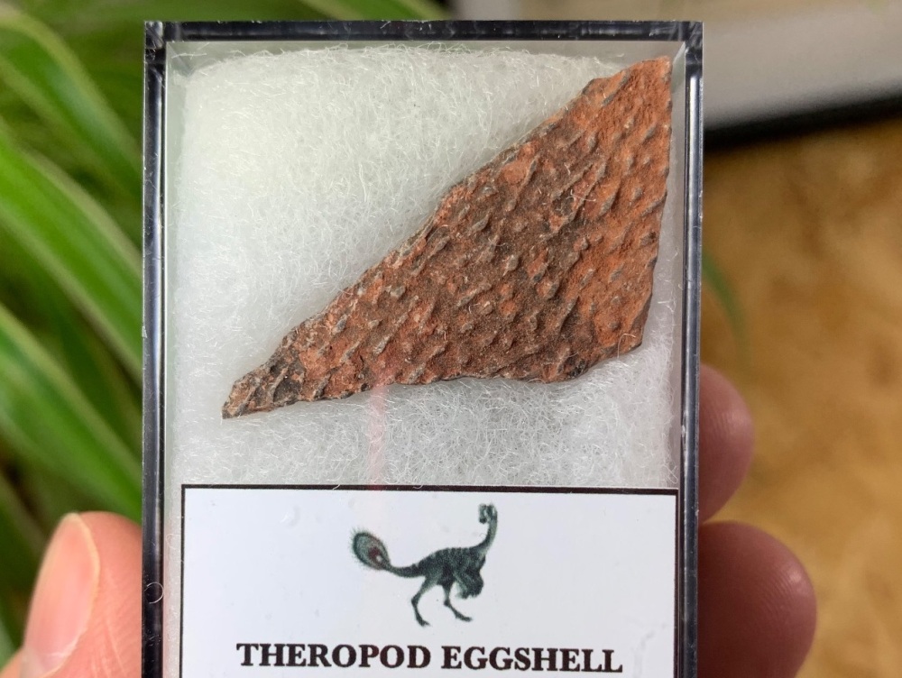 Theropod Dinosaur Eggshell (Henan Province, China) #12