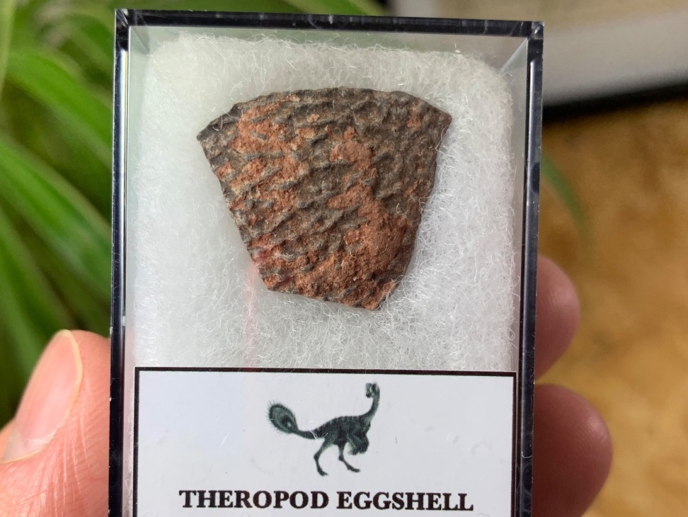 Theropod Dinosaur Eggshell (Henan Province, China) #13