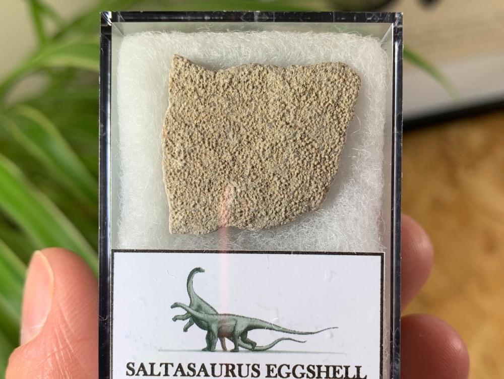 Large Saltasaurus Sauropod Eggshell #01