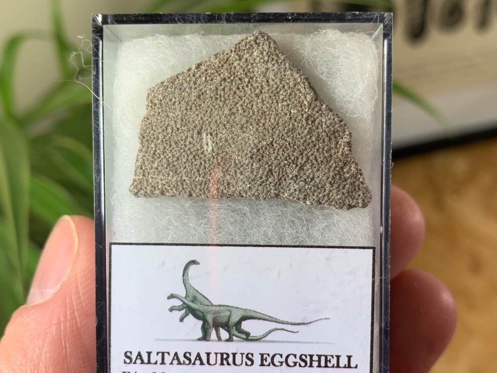 Large Saltasaurus Sauropod Eggshell #02