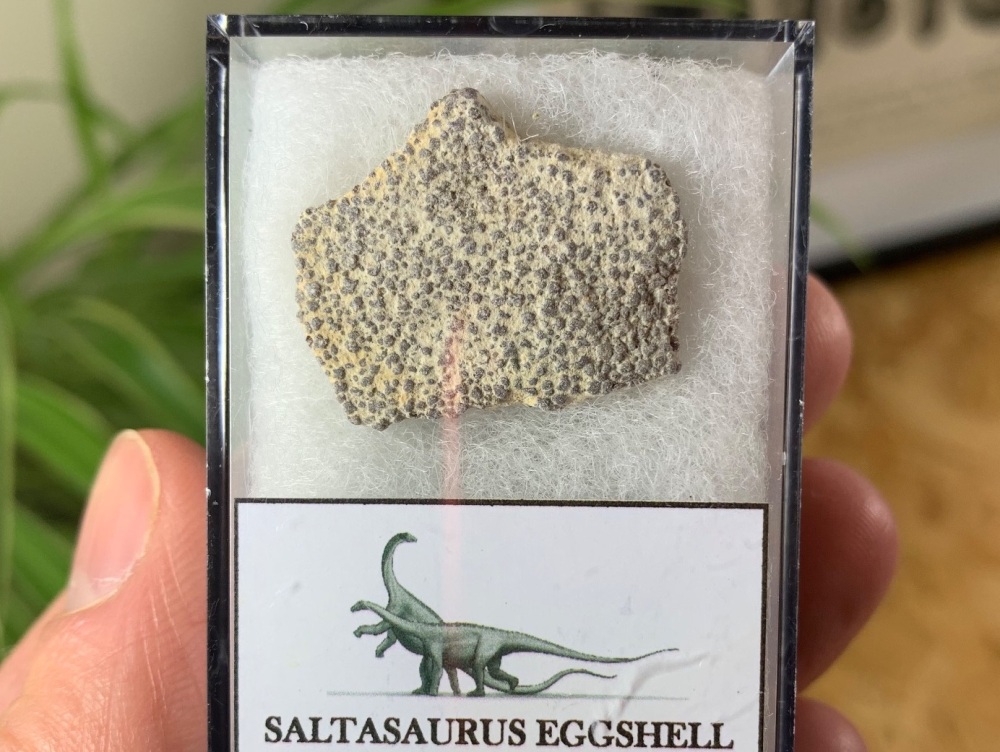 Large Saltasaurus Sauropod Eggshell #03