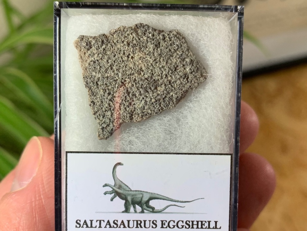 Large Saltasaurus Sauropod Eggshell #04