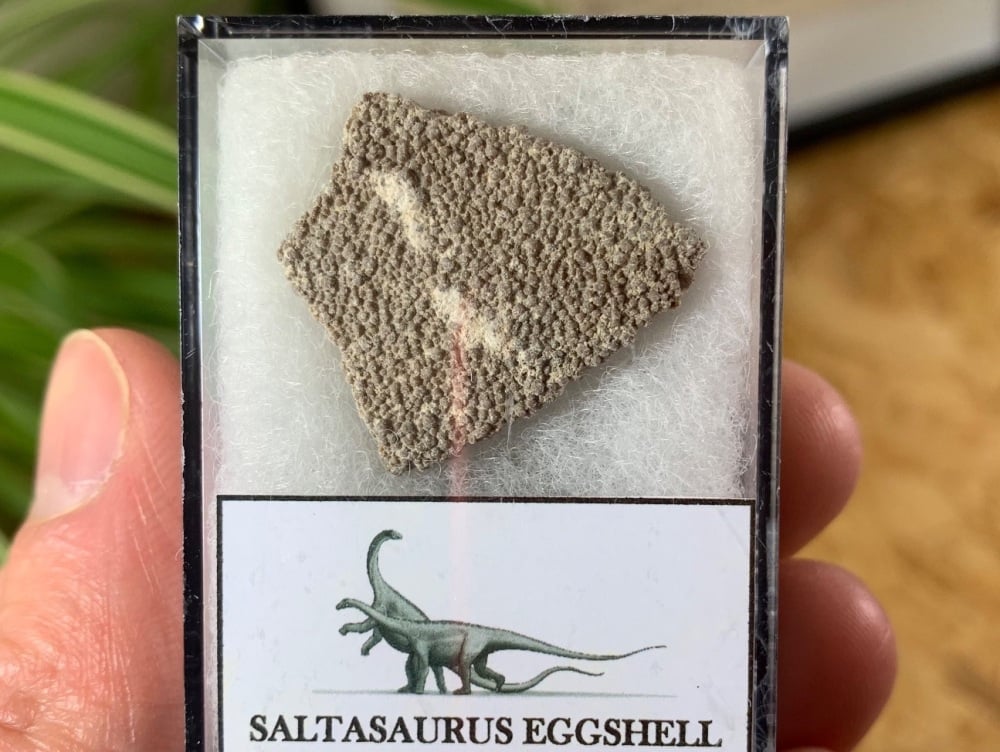 Large Saltasaurus Sauropod Eggshell #05