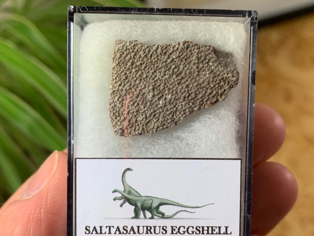 Large Saltasaurus Sauropod Eggshell #06
