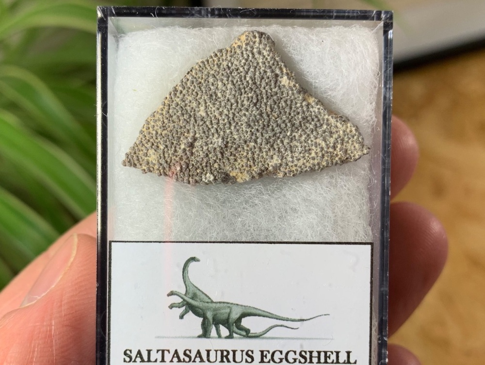 Large Saltasaurus Sauropod Eggshell #07