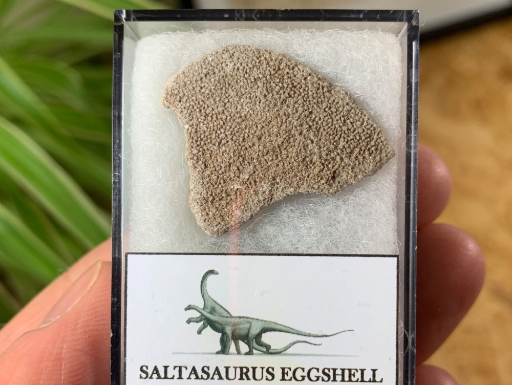 Large Saltasaurus Sauropod Eggshell #08