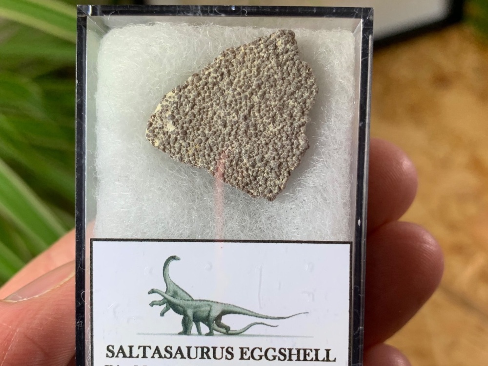 Large Saltasaurus Sauropod Eggshell #09