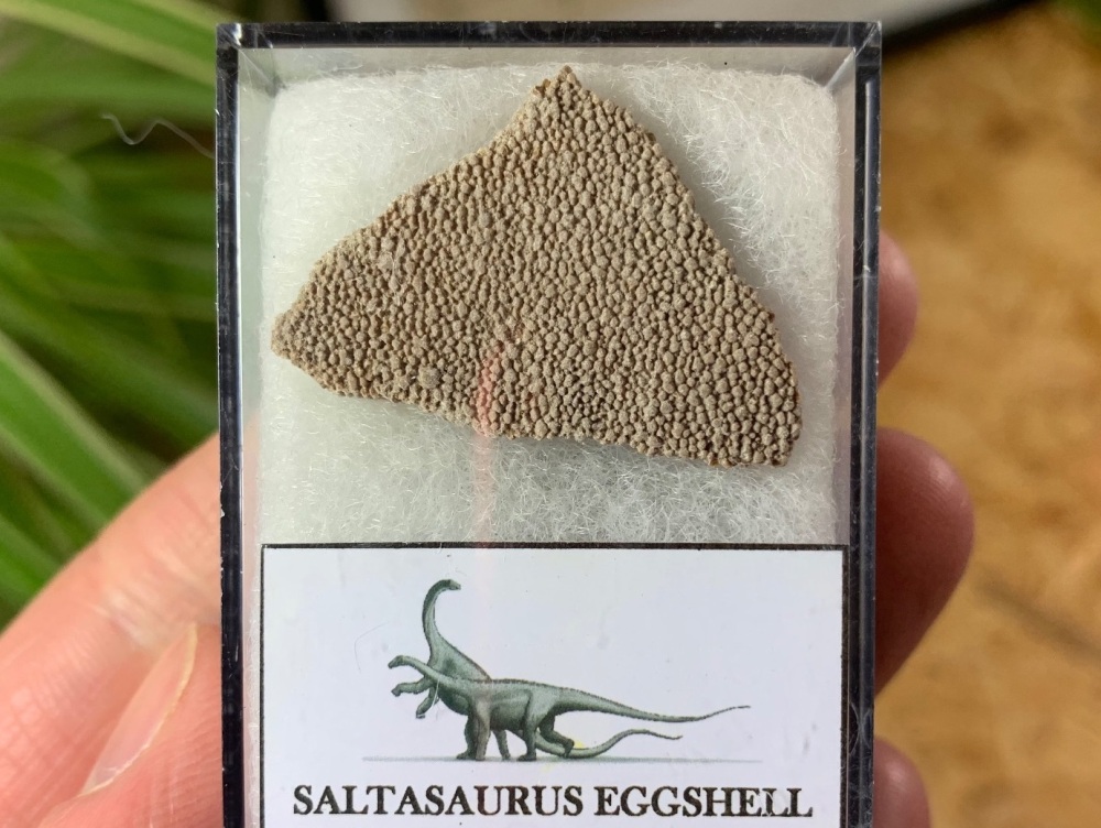 Large Saltasaurus Sauropod Eggshell #10