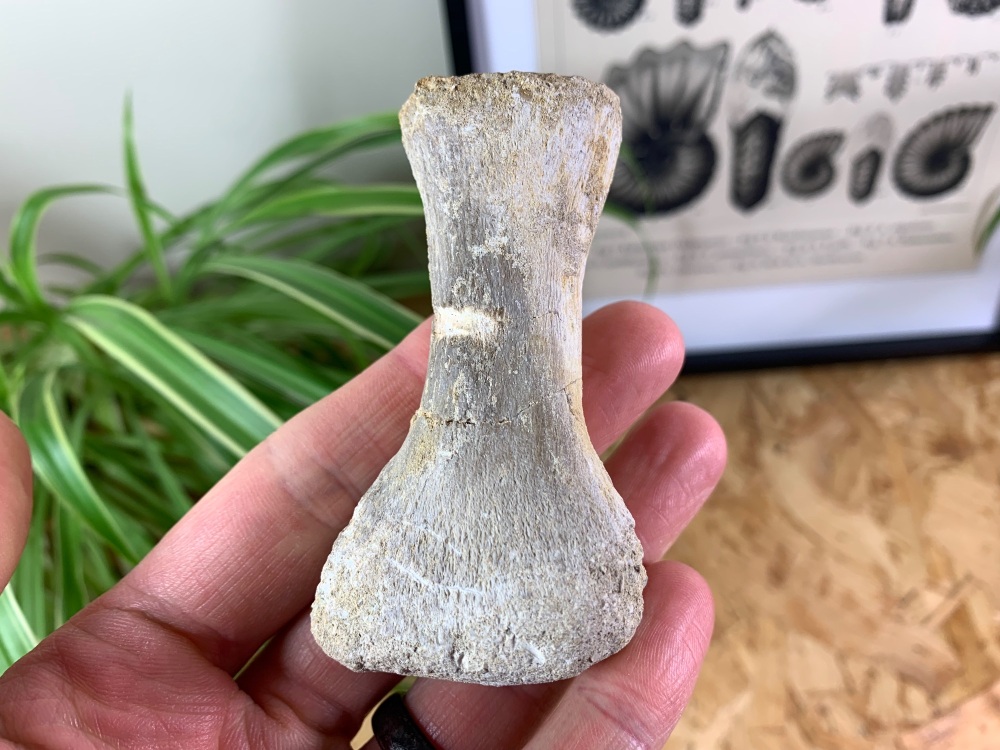 Mosasaur Paddle Bone #01