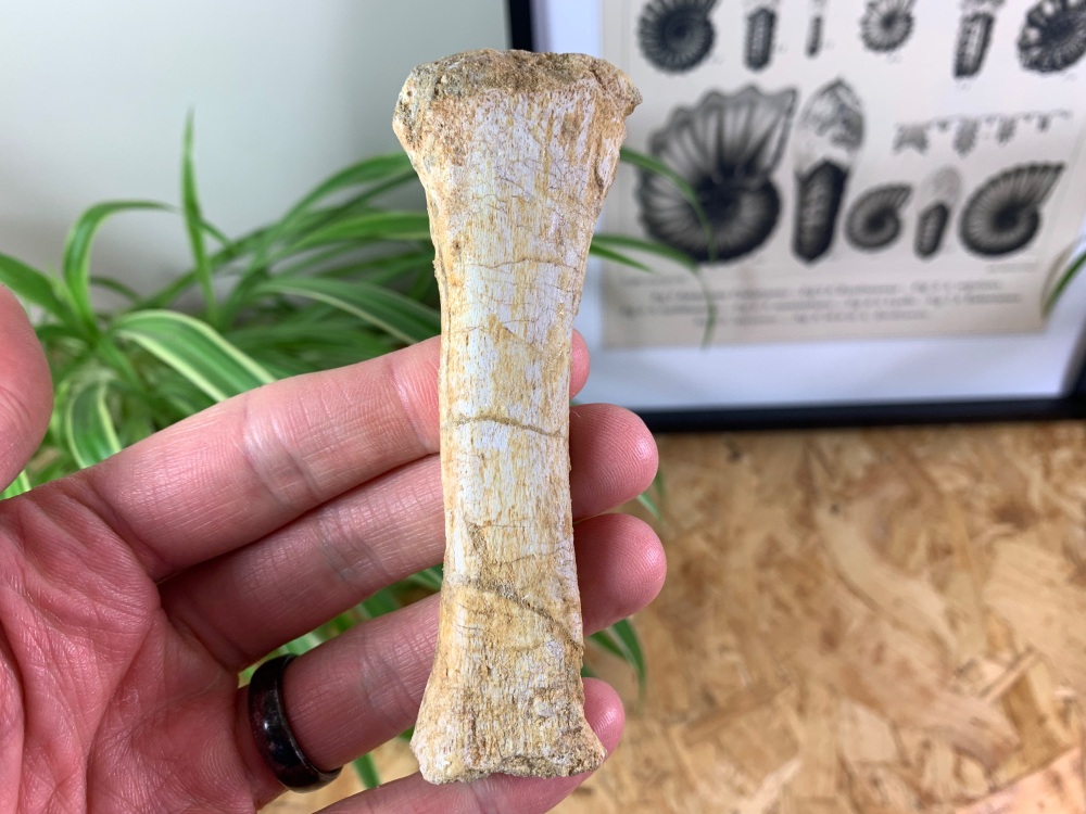 Mosasaur Paddle Bone #02