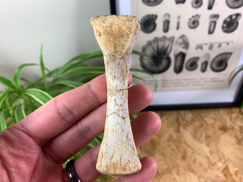 Mosasaur Paddle Bone #04